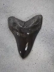 LARGE THICK 5 INCH MEGALODON FOSSIL SHARK TOOTH