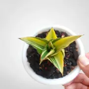 Sansevieria Hybrid Tower Variegated Rare Uniqe Snake Plant