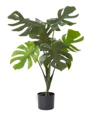 [Elme Living] Monstera Vine Plant in Green