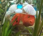 Clamshell inspired tropical fish cave in Blues Glow in the Dark Great Fish Gift!