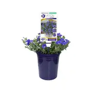 140mm Convolvulus New Blue Moon - Convolvulus sabatius