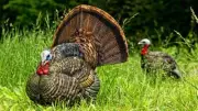 Avian-X 8004 LCD Stutter Turkey Hunting Decoy