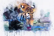 Abstract Tiger drink water Quality home decor Canvas Painting Wall Art Prints