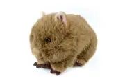 Wombat Soft Toy - Keeleco