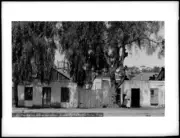 Adobe under pepper trees in Sonora Town 1887-1888 California Old Photo