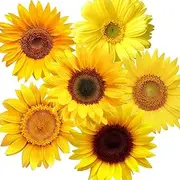 72 Piece Summer Wall Decals - Removable Sunflower Stickers, 3D Peel & Stick Decals for Cars, Crafts, Baby, Bathroom, Kids & Living Room Decor
