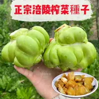 在飛比找蝦皮購物優惠-💯正品【正宗重慶涪陵榨菜種子】榨菜之鄉涪陵榨菜 涪陵榨菜種子