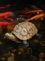 Simulation turtle ornaments garden outdoor courtyard decorative resin sculpture