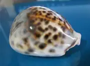 Cypraea tigris 67.5 mm F+++ unusual cloudy pattern, FREAK anterior canal, WOW!!
