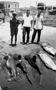 Sharks And Marlin In Cuba 1940 Old Fishing Photo