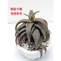 在飛比找蝦皮購物優惠-聖誕卡羅 蘆薈 (多棵 [1130327更新] 🌵溫馨の多肉