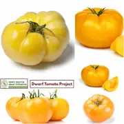Tomato - Summertime Gold seeds