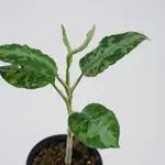 EDEN GARDEN | 植物咖啡 | 一物一拍 | 迷彩粗肋草 AGLAONEMA PICTUM TRICOLOR