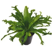 180mm Crested Bird's Nest Ferm - Asplenium antiquum