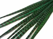 10 pieces- 18-22" Peacock Green Dyed Natural Long Ringneck Pheasant Tail Feather