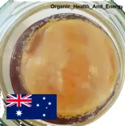 Organic Kombucha Scoby, 100ml Starter Tea - 1 Litre Brew Recipe + FREE Post!