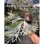 P. PEDRO TATSUTA 佩德羅(TC)(1.7吋)