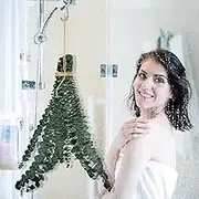 Eucalyptus Stem Real for Showering | Shower Eucalyptus for Hanging | Dried Eucalyptus for Hanging in the Shower, Dried Eucalyptus Plant Branches 10 Branches