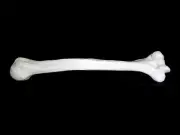Anatomical Human Humerus Bone Model - Medical Arm Skeleton Anatomy