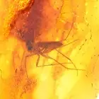 3 Pcs Genuine Baltic Amber Fossil Insect Gnat Inclusion Rare Natural Specimen