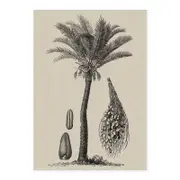 Coastal Palm Charcoal - Type 2 A1 Poster Print