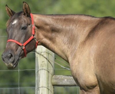 HORSE SIZE- Red TURNOUT HALTER and LEAD made from 3/4" BETA BIOTHANE