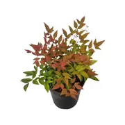 200mm Nandina Gulf Stream - Nandina domestica
