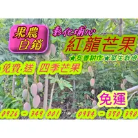 在飛比找蝦皮購物優惠-* 免費 送 4斤  四季芒果 * 紅龍芒果  A級  10