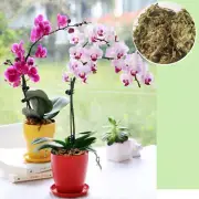 6L Sphagnum Moss Potting Mix Moisturizing Peat Dry Moss Orchid Gardening Plants