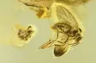Nice Fungus Gnat Mycetophilidae with Eggs Spider Plant Ukrainian amber #10803R