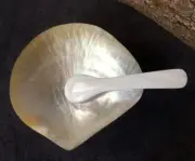 Natural Conch Shell with Spoon Caviar Dish Sanded Creative Household Craft Decor
