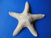 Seashells Sea Shell 6" Jungle Starfish