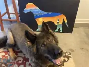 “The NC Dog “ Mountains To Sea Labrador , Original Painting #1