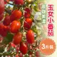 免運!【家購網嚴選】高雄美濃玉女小番茄 3斤/盒 3斤盒 (6盒,每盒532元)