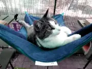 LUXURICAT HAMMOCK, DUSKY BLUE TOP, NAVY BLUE UNDERSIDE, CAT BED, CAT LOUNGER