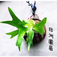 在飛比找蝦皮購物優惠-《柯比植物》 鹿角蕨   非洲圓盾鹿角蕨 Platy. al