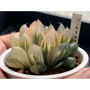 百合科 ハオルチア Haworthia 一物一拍 ｜胭脂玉露錦T17