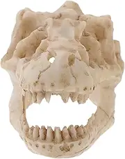 HAWILLOSCH Dinosaur Skull Model Intricate Resin Simulated Animal Skeleton for Home Compact Design for Desks Bookshelves Dinosaur Lovers Collectors