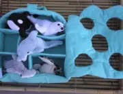 NIP - Cloth Sea Cave Carrier with Plush Whale, Shark, Dolphin, Sea Turtle & Seal