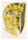 Cymbidium Lowianum Flaveolum by Jean Linden Orchids A4 Art Print
