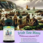 Bladder Control Supplements - Sea Moss to Regain Confidence & Live Worry-Free