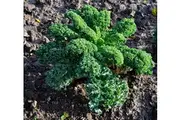 KALE 'Dwarf Blue Curled' seeds - Standard Packet (see description for seed quantity)