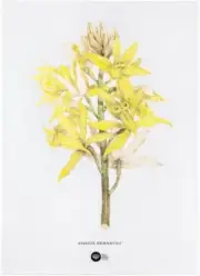 Maxwell & Williams Royal Botanic Gardens Aust Orchids Tea Towel 50x70cm Yellow