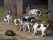 Turtle Puppies Farmyard Accent Tile Mural Kitchen Wall Backsplash Marble Ceramic