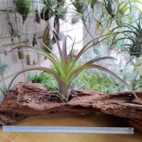 在飛比找Yahoo!奇摩拍賣優惠-空氣鳳梨 Tillandsia Love Knot(capi