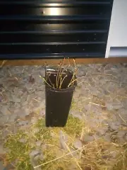 Huckleberry bushes grown and harvested in PA. Bushes will self propagate