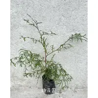 在飛比找蝦皮購物優惠-樹花園～肖楠、台灣肖楠