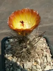 Austrocactus sp. 'Small Stem' f. Esquel, Chubut - 10 seeds, seeds - VERY RARE!