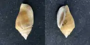 #FFF200 Strombus Maculatus, Haleiwa Oahu Hawaii 29.9mm sea snail shell