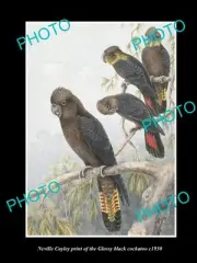 NEVILLE CAYLEY VINTAGE PRINT OF AUSTRALIAN BIRDS 8x11 GLOSSY BLACK COCKATOO